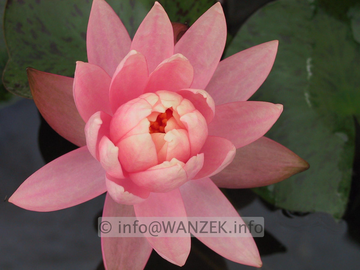 Nymphaea Sunny Pink-1.JPG
